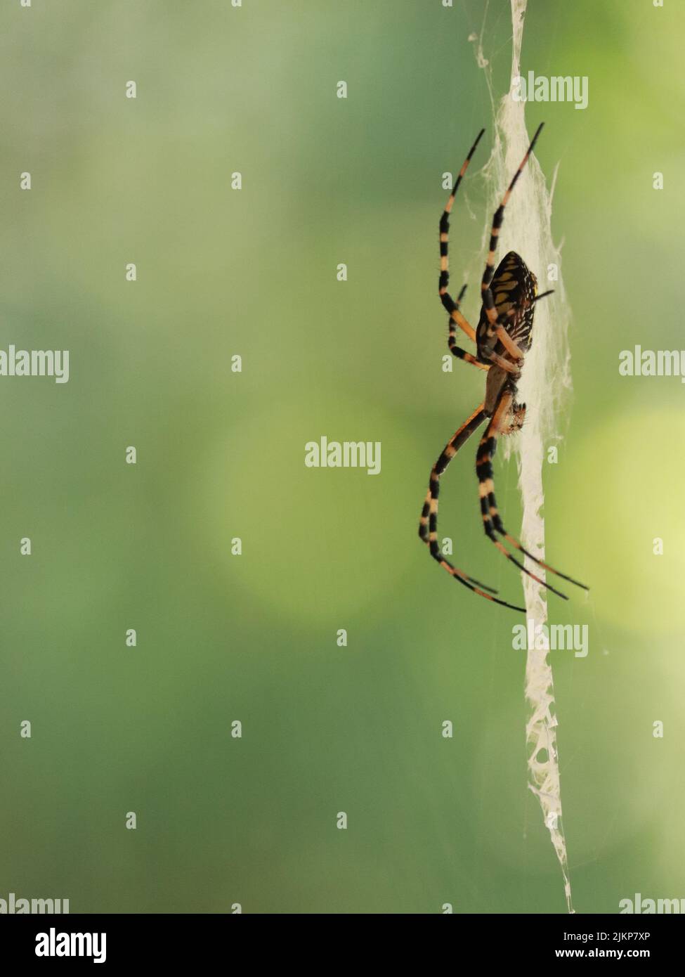 Eine vertikale Aufnahme einer Spinne auf einem Netz vor verwaeltem Hintergrund Stockfoto