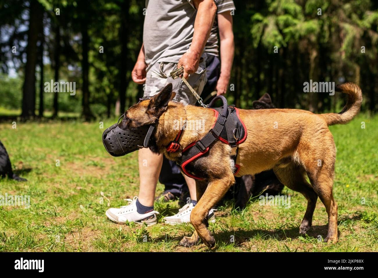 Belgischer Schäferhund, entladen, für einen Spaziergang im Wald. Hochwertige Fotos Stockfoto