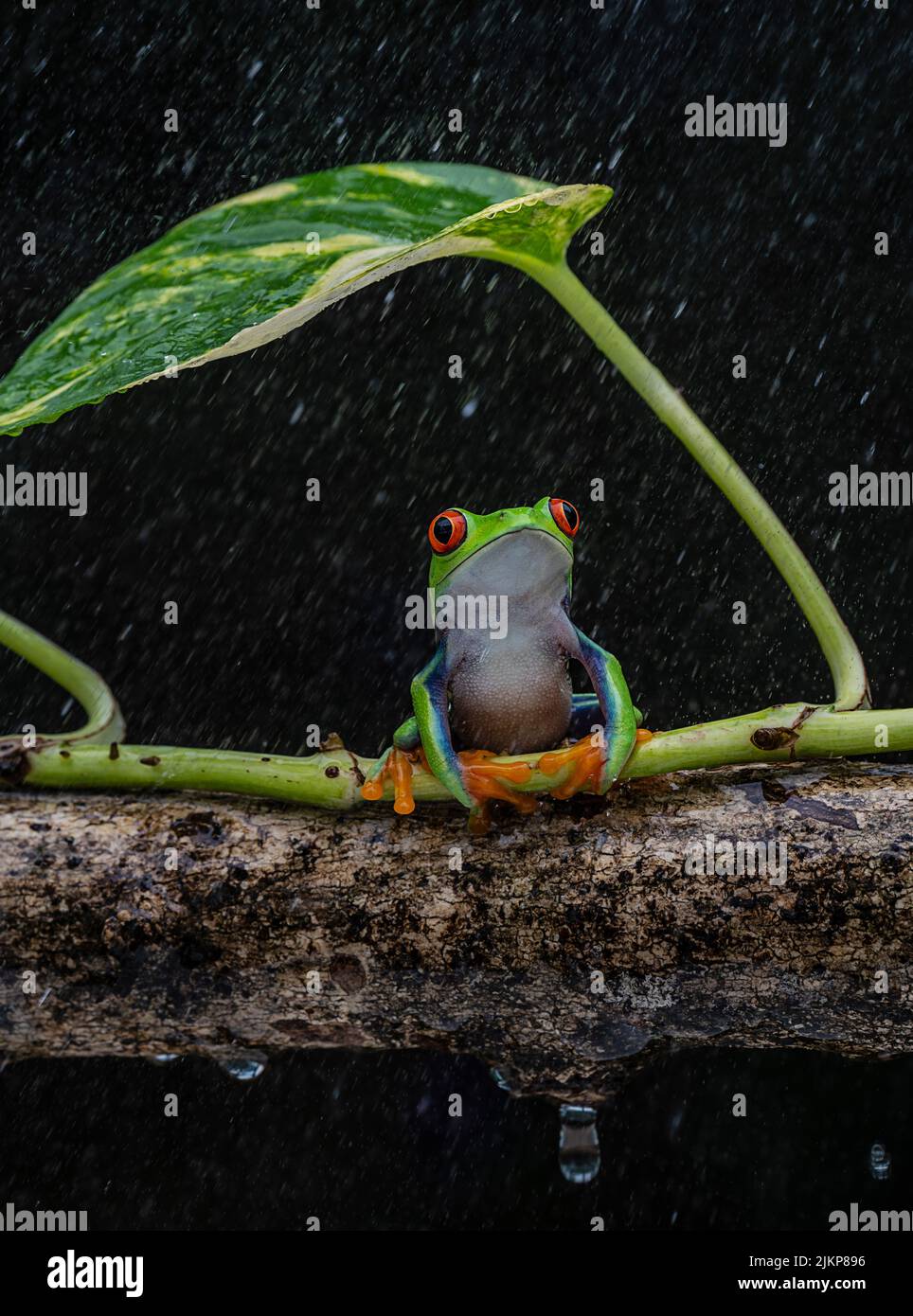 Ein rotäugiger Baumfrosch auf einem Zweig einer Pflanze mit einem verschwommenen Hintergrund Stockfoto