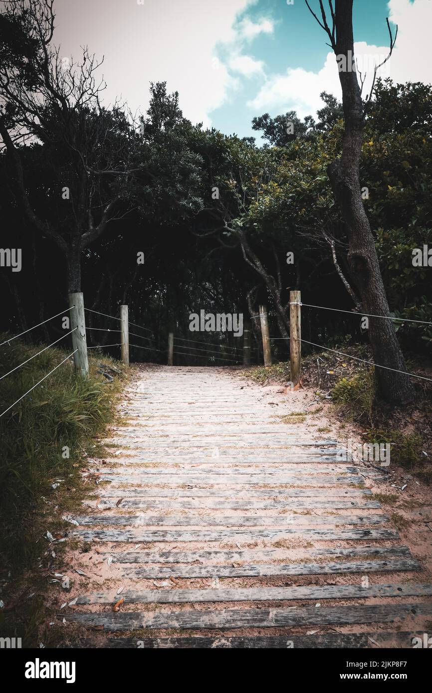 Eine vertikale Aufnahme eines Holzweges in den üppigen Wald Stockfoto