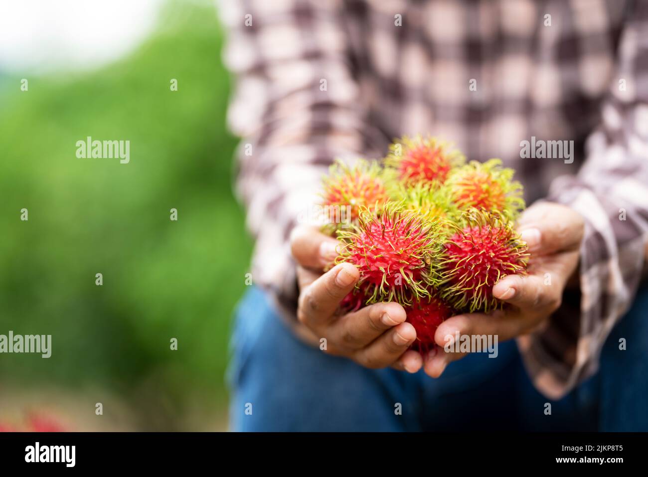 Asien Frau Farmer Rambutan Farmer, weibliche Farmerin hält Haufen von Rambutan aus biologischem Anbau Green Garden, Bio-Landwirtschaft Farmer Arbeitskonzept Stockfoto