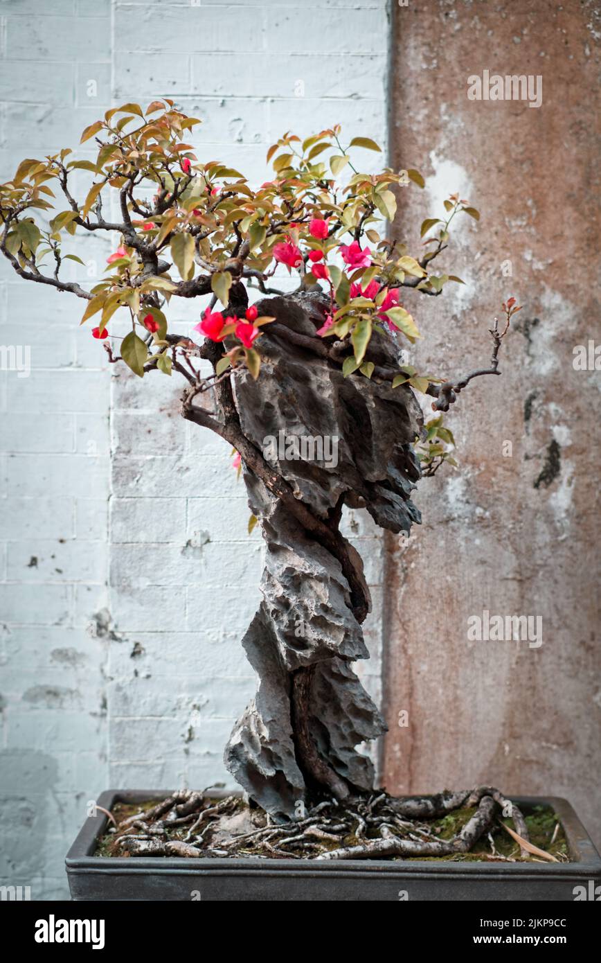 Eine vertikale Aufnahme einer rosafarbenen Bougainvillea-Topfpflanze vor einer weißen beschädigten Wand Stockfoto