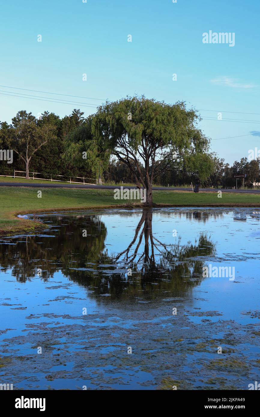 Eine Nahaufnahme eines Sees mit Bäumen im Hintergrund in Coolangatta Stockfoto