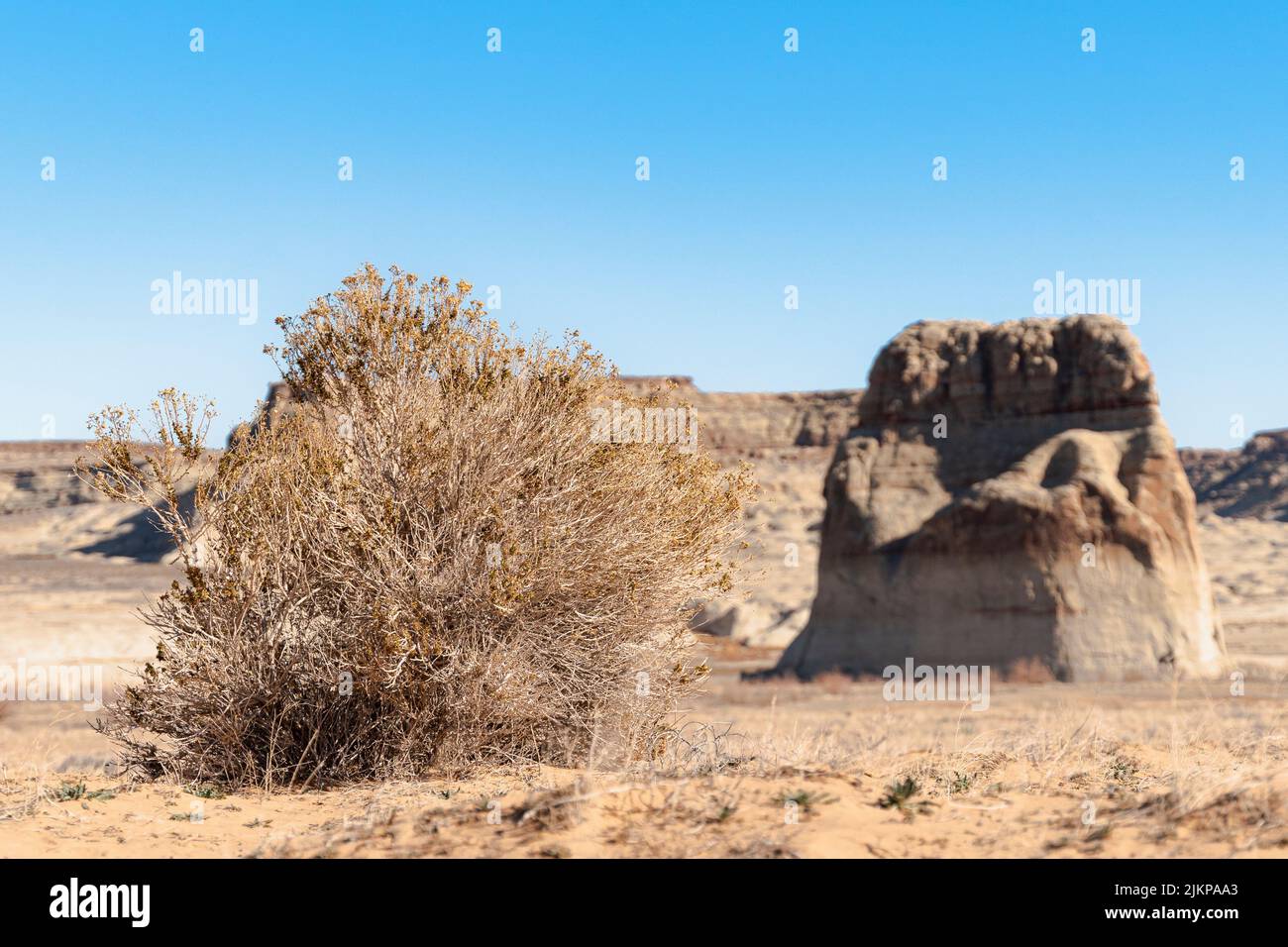 Die Haloxylon-ammodendron-Pflanze neben einer Felsformation in einer Wüste Stockfoto