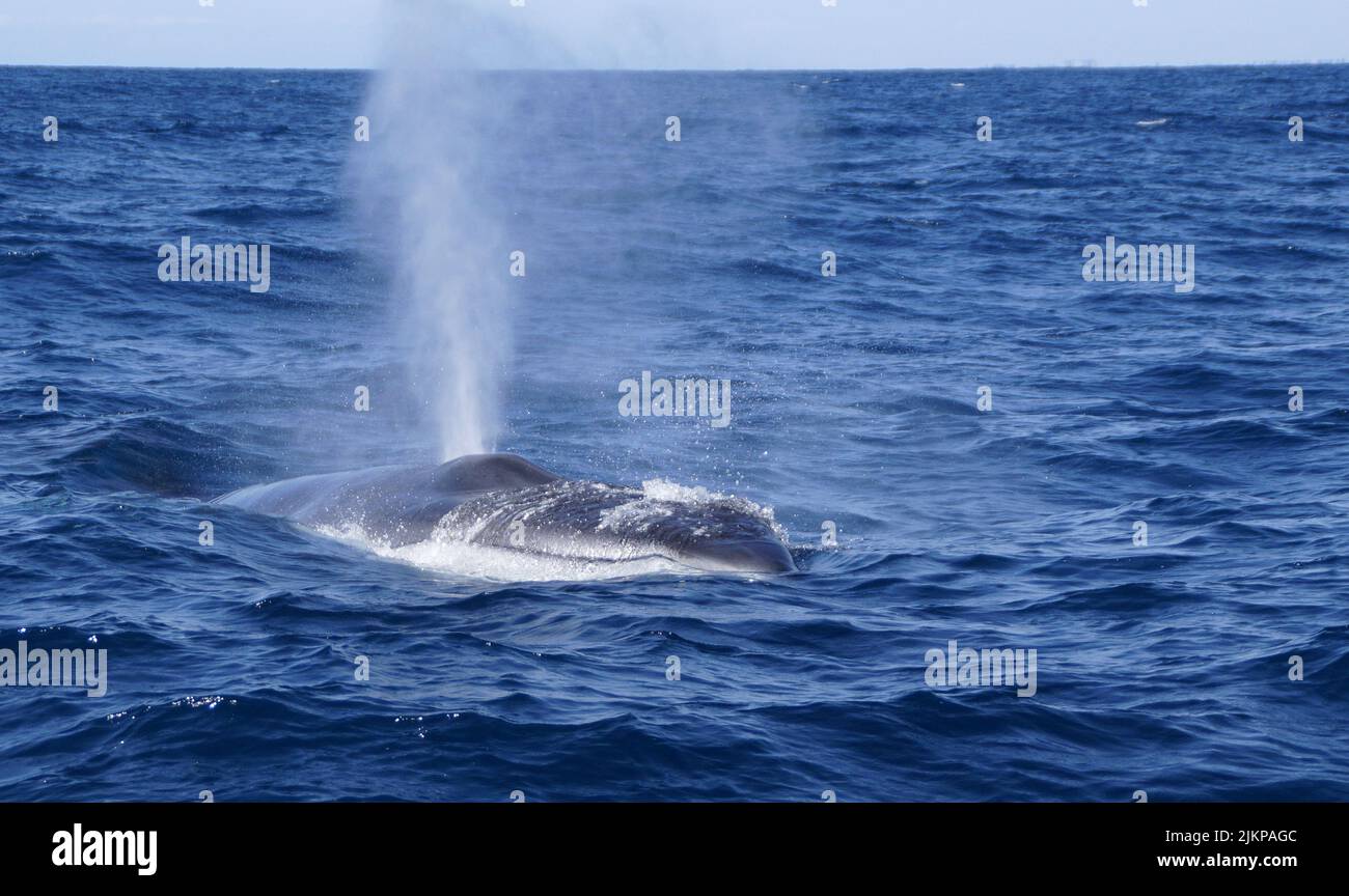 Eine schöne Aufnahme eines großen Wals, der an einem sonnigen Sommertag Wasser spritzt und schwimmt Stockfoto