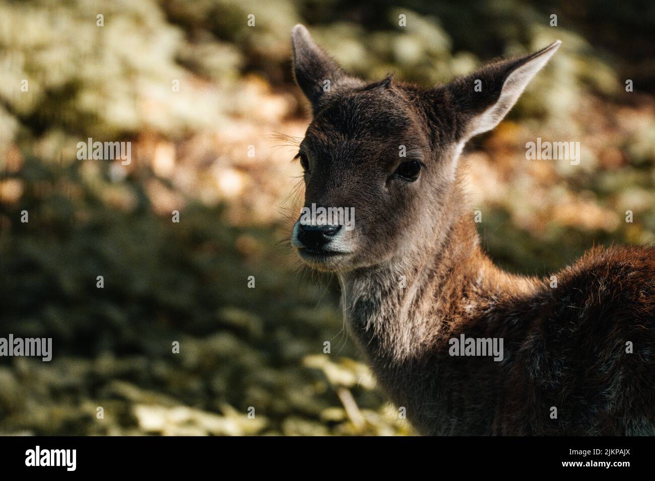 Eine Nahaufnahme eines niedlichen Hirsches, der im Herbst in einem sonnigen Wald voller knackiger Blätter melanmütig aussieht Stockfoto