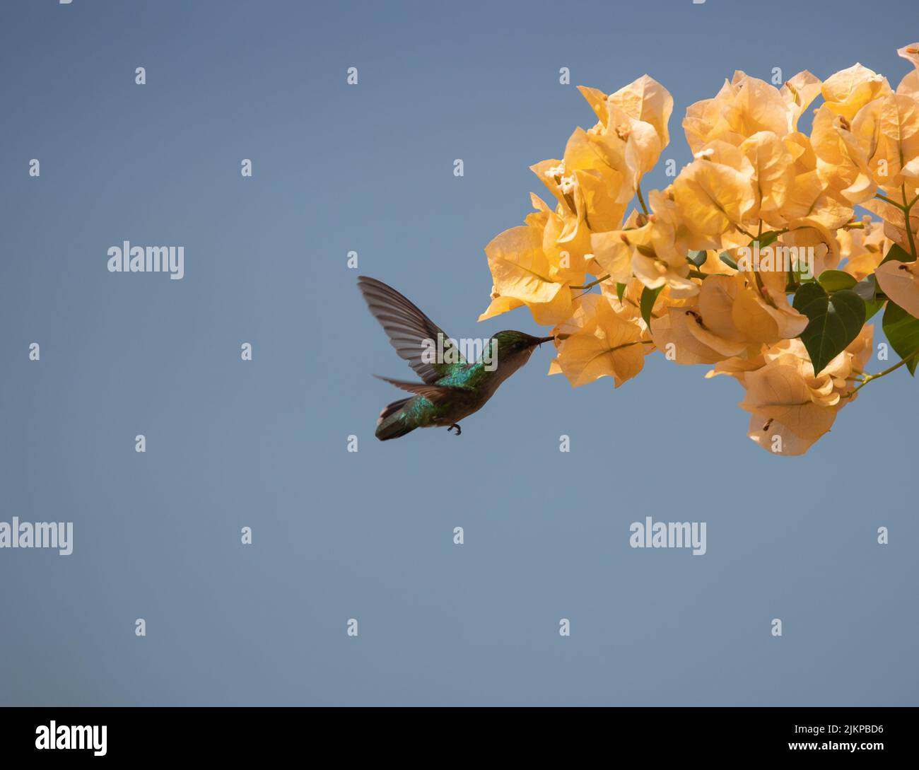 Eine Nahaufnahme eines antillischen Haubenkolibri auf einer gelben Blume. Stockfoto