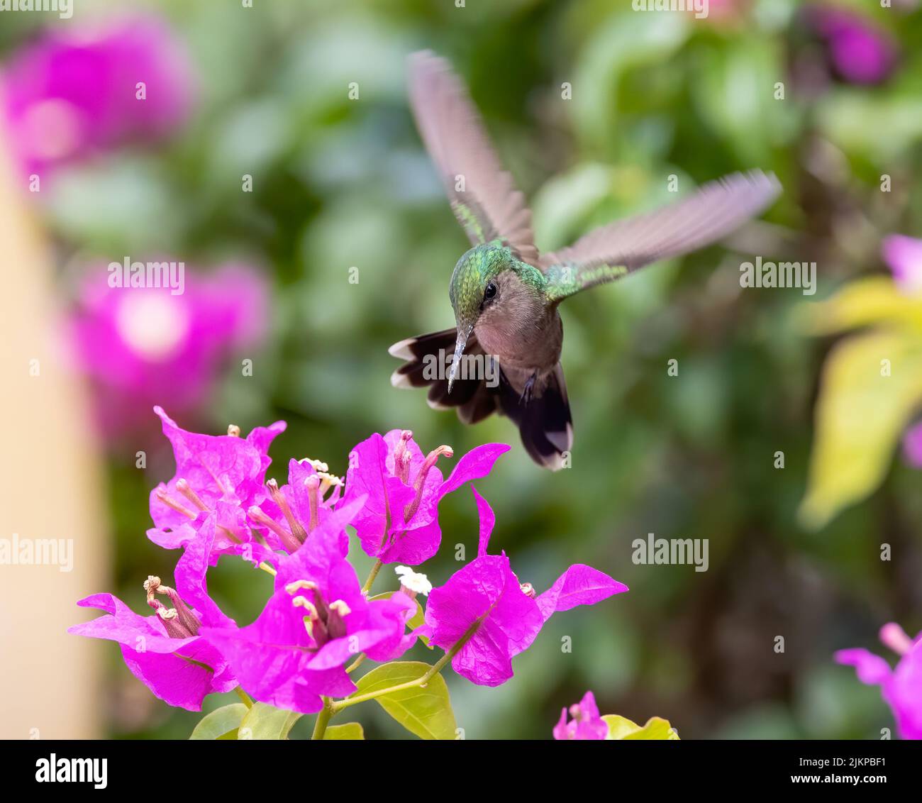 Eine Nahaufnahme eines antillischen Haubenkolibri über einer rosa Blume in einem Garten Stockfoto