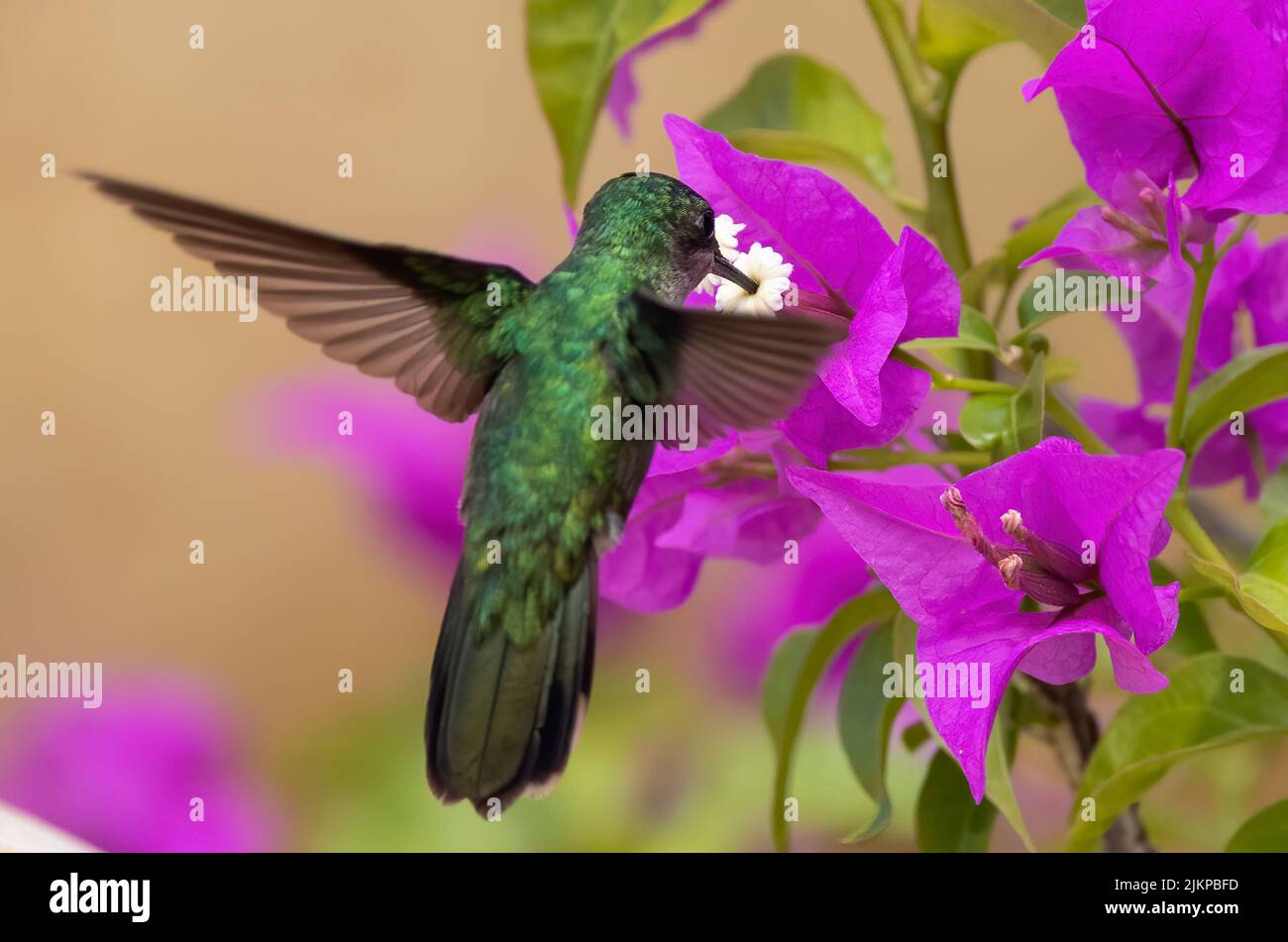 Eine Nahaufnahme eines antillischen Kammhummbvögels, der eine Blume pickt Stockfoto