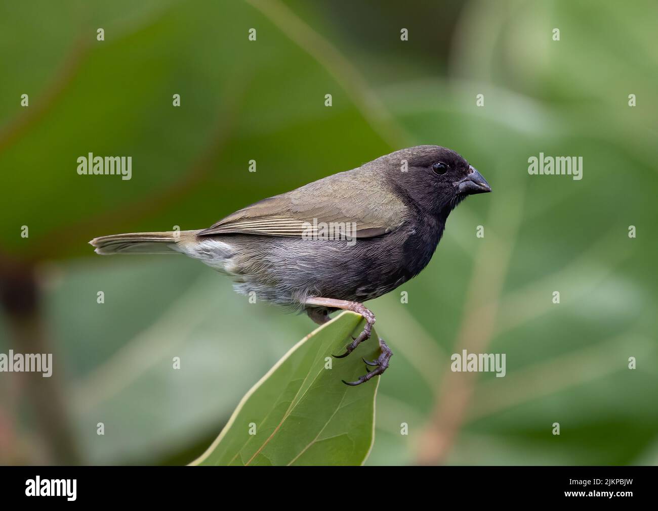 Nahaufnahme eines Schwarzgesichtengrasquit, der auf einem Baumblatt im Garten mit verschwommenem Hintergrund steht Stockfoto