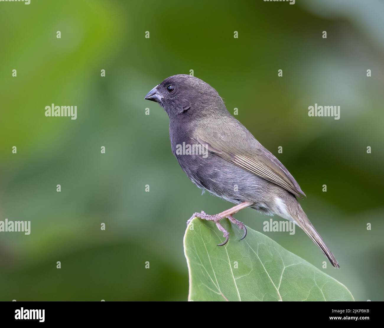 Nahaufnahme eines Schwarzgesichtengrasquit, der auf einem Baumblatt im Garten mit verschwommenem Hintergrund steht Stockfoto