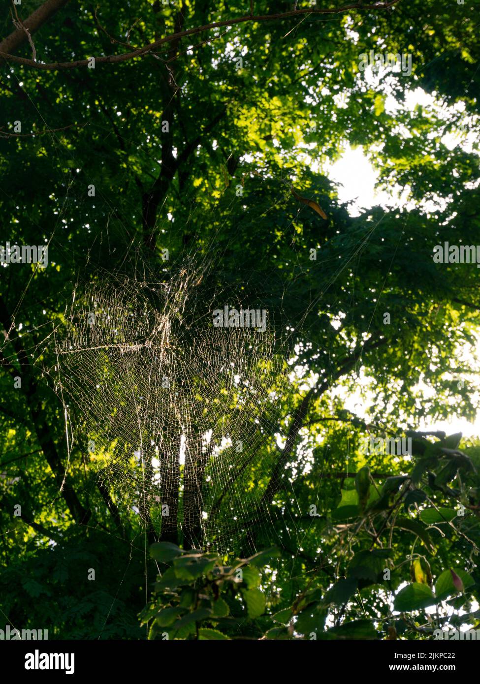 Eine vertikale Aufnahme eines Spinnennetzes im Hintergrund von Bäumen. Stockfoto