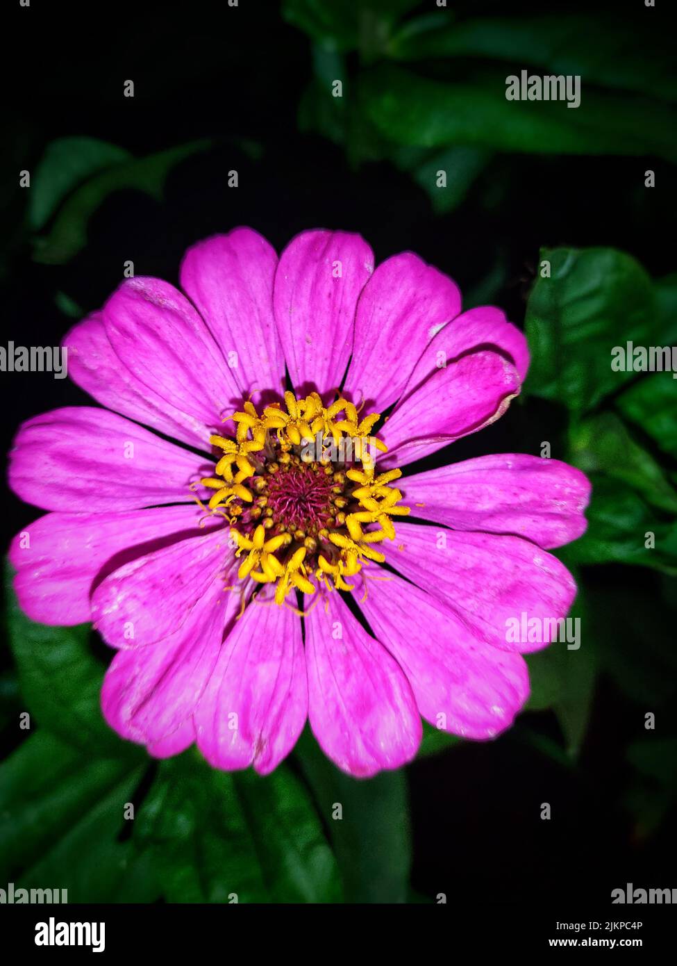 Eine vertikale Nahaufnahme einer rosa Blume von Zinnia elegans Stockfoto