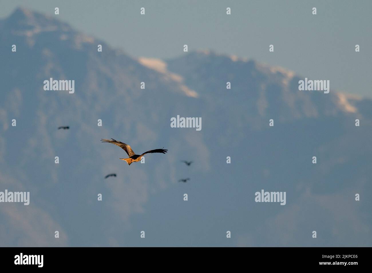 Nahaufnahme eines Falken, der frei über einem Hintergrund von Kranichen am Himmel fliegt Stockfoto