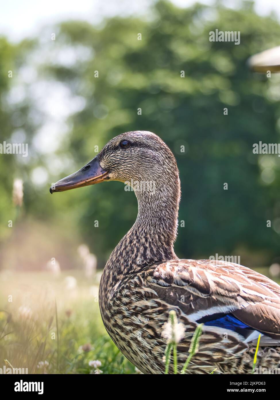 Nahaufnahme der weiblichen Ente auf blühender Wiese an sonnigen Tagen im Sommer Stockfoto