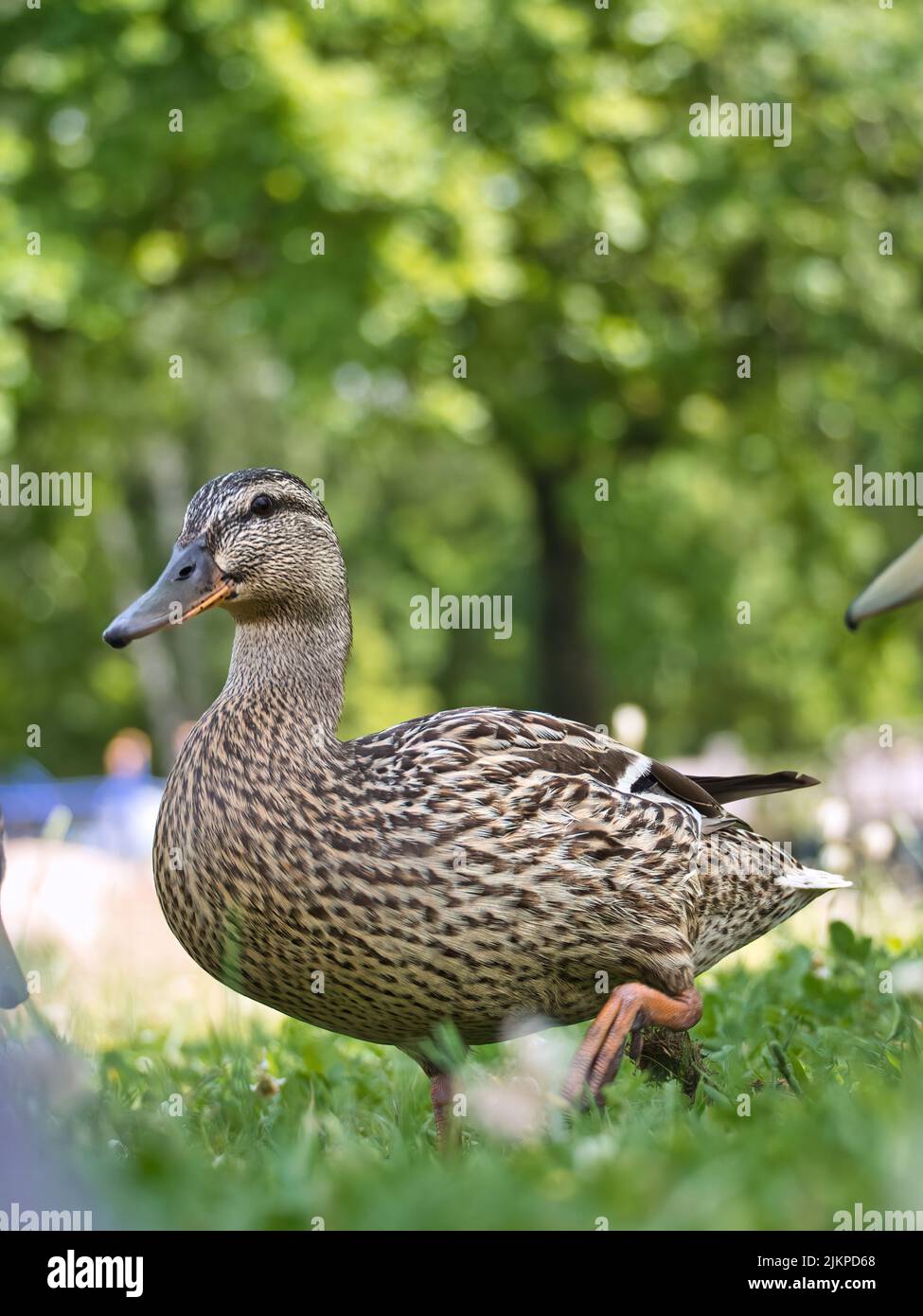 Nahaufnahme der weiblichen Ente auf blühender Wiese an sonnigen Tagen im Schatten des Baumes Stockfoto