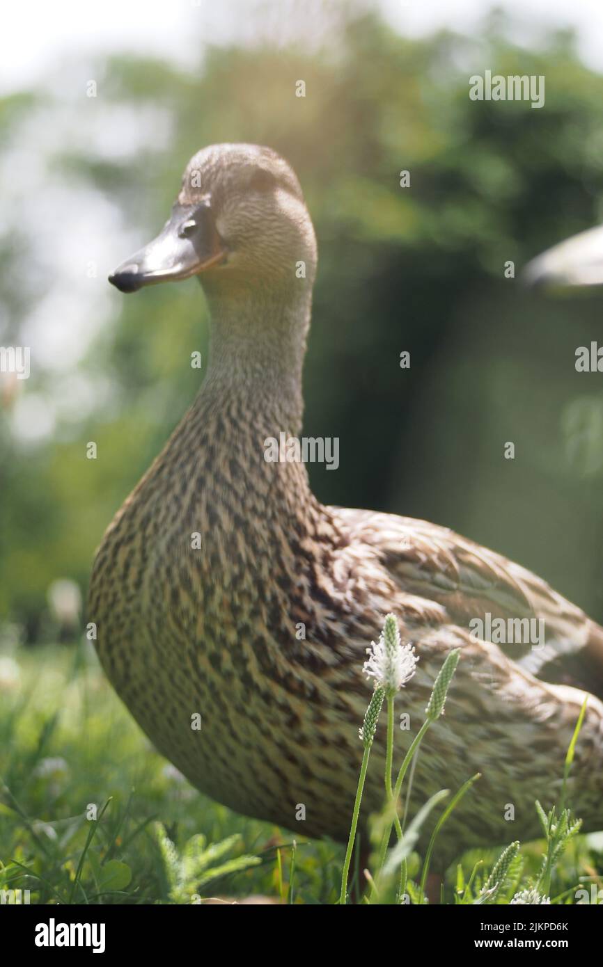Nahaufnahme der weiblichen Ente auf blühender Wiese an sonnigen Tagen im Sommer Stockfoto