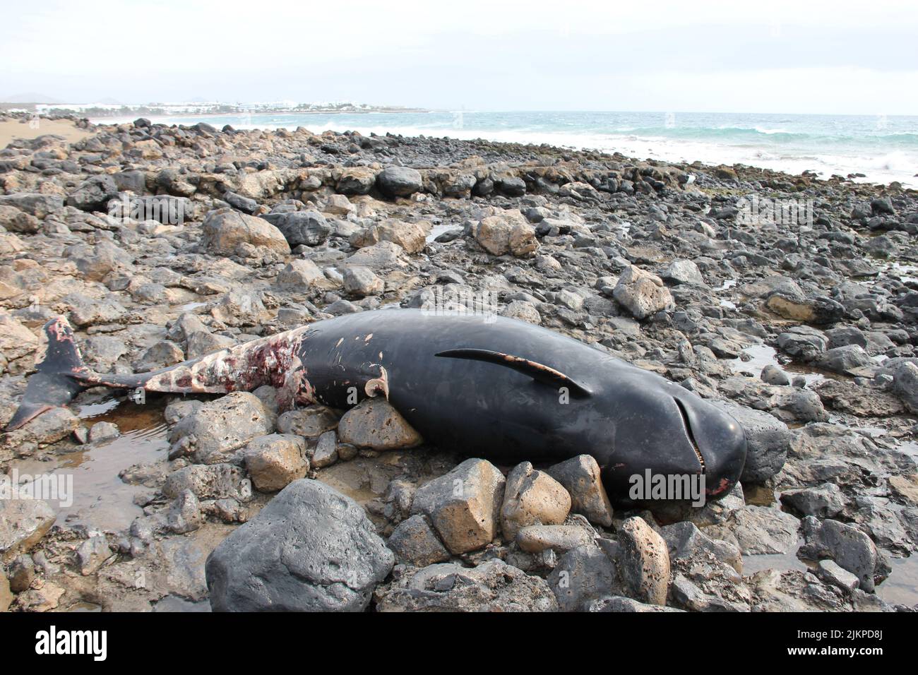 Toter Wal auf einer Beah auf Lanzarote (Kanarische Inseln) Stockfoto