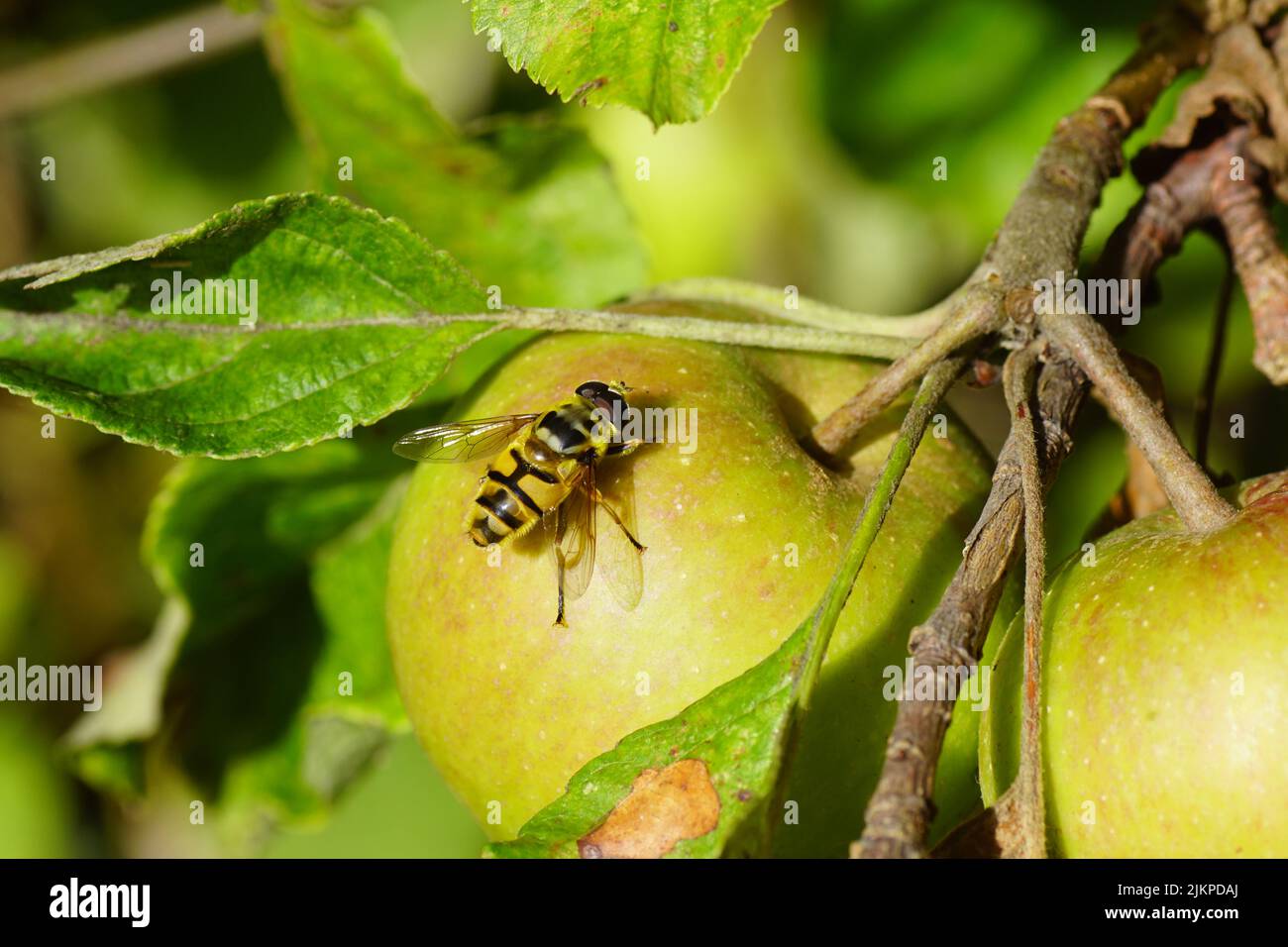 Männlicher Batman hoverfly (Myathropa florea), Familie Syrphidae, die auf einem Apfel in einem Baum ruht. Holländischer Garten, Sommer, August Stockfoto