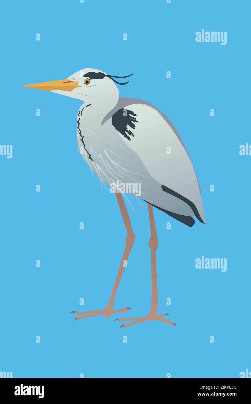 Eine Vektordarstellung eines grauen Reiher. Der Vogel steht in entspannter Haltung. Sein Hals ist gefaltet. Blauer Hintergrund. Stock Vektor