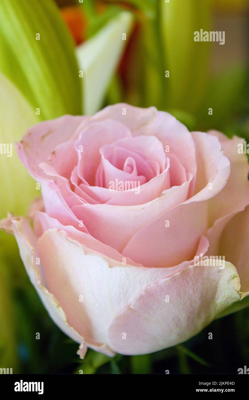 Eine Nahaufnahme einer rosa Rose in einer Vase Stockfoto