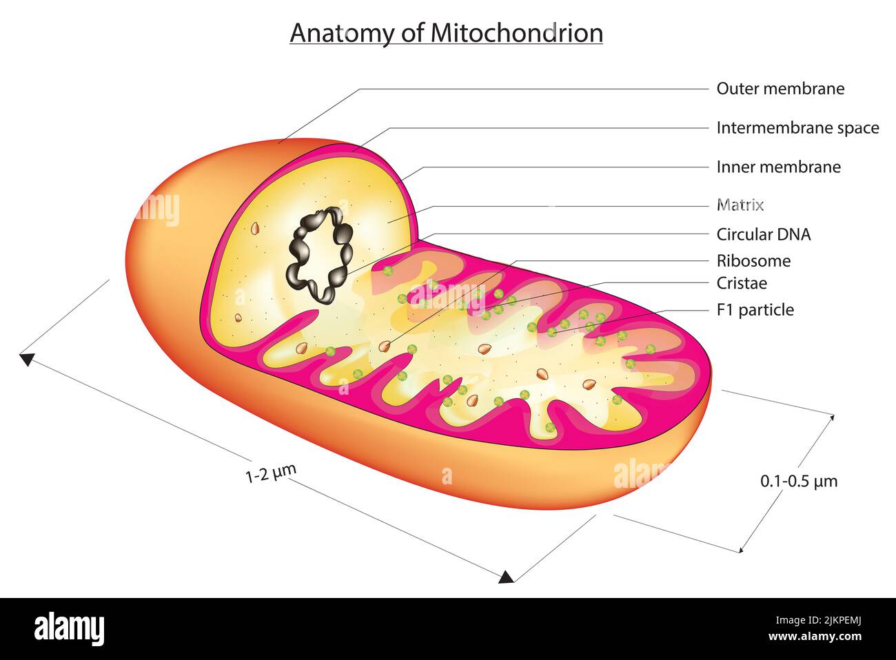 Anatomie der Mitochondrien Stockfoto