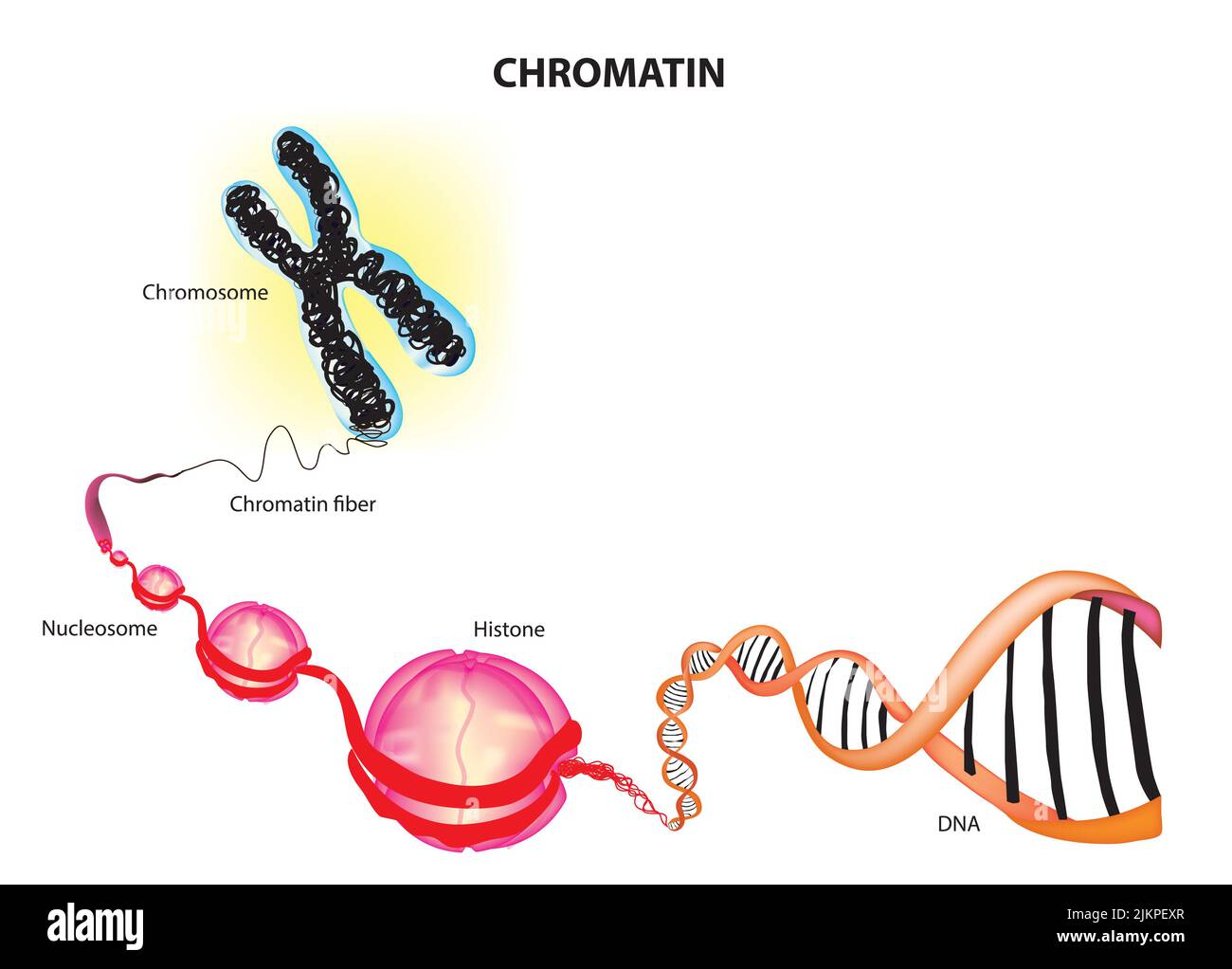Chromatinstruktur mit DNA-gewickelten Histonproteinen Stockfoto