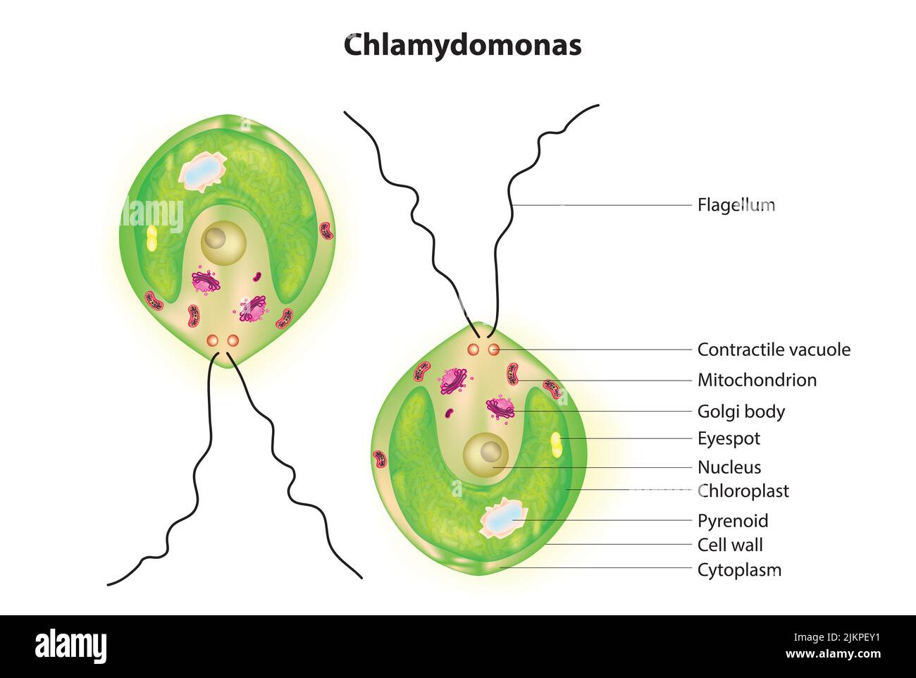 Chlamydomonas-Zellstruktur Stockfoto