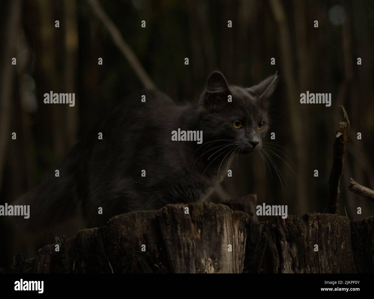 Eine Nahaufnahme einer schwarzen Katze, die auf einem Stumpf steht und springen kann. Stockfoto