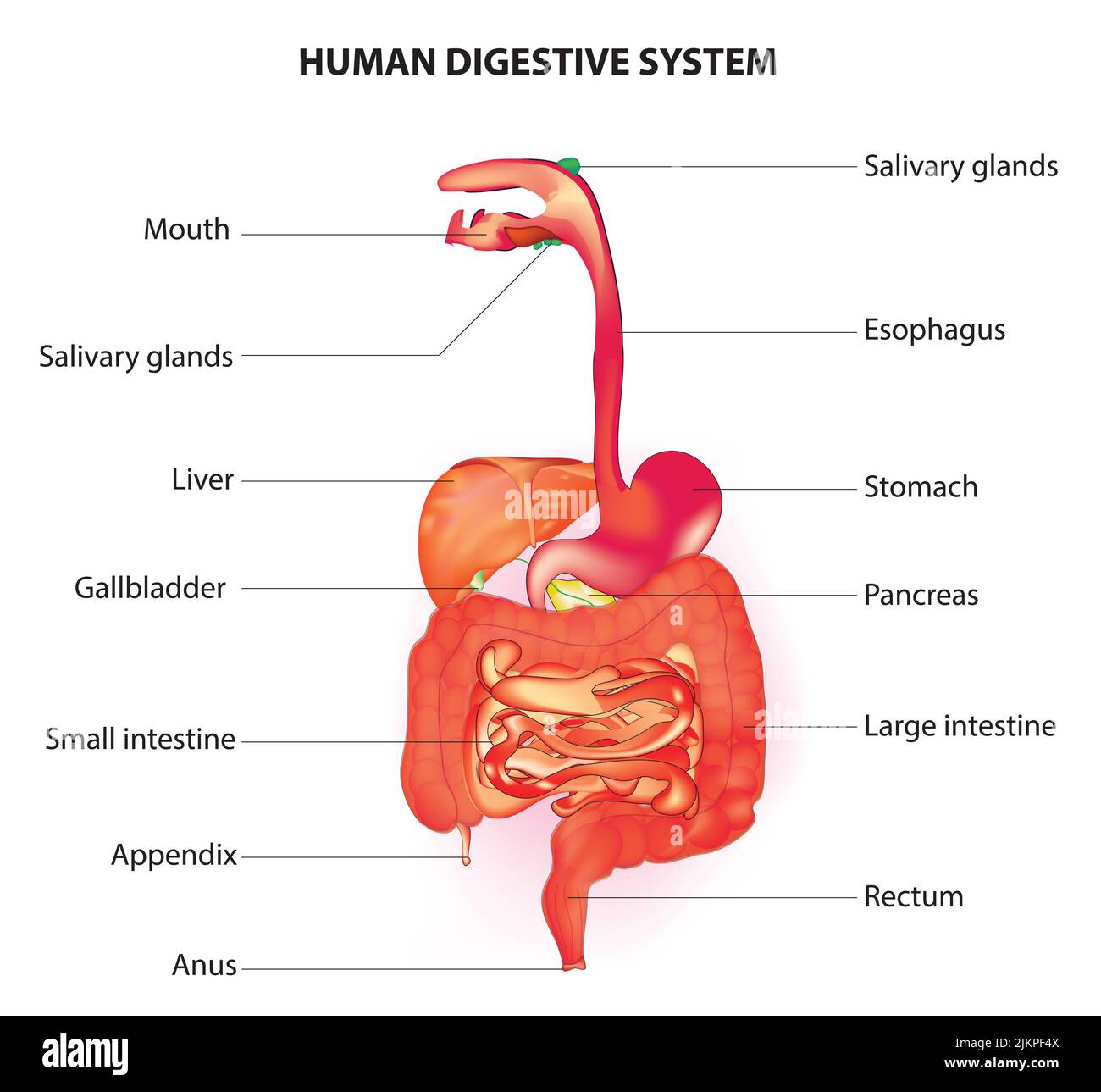 Anatomie des menschlichen Verdauungssystems Stockfoto