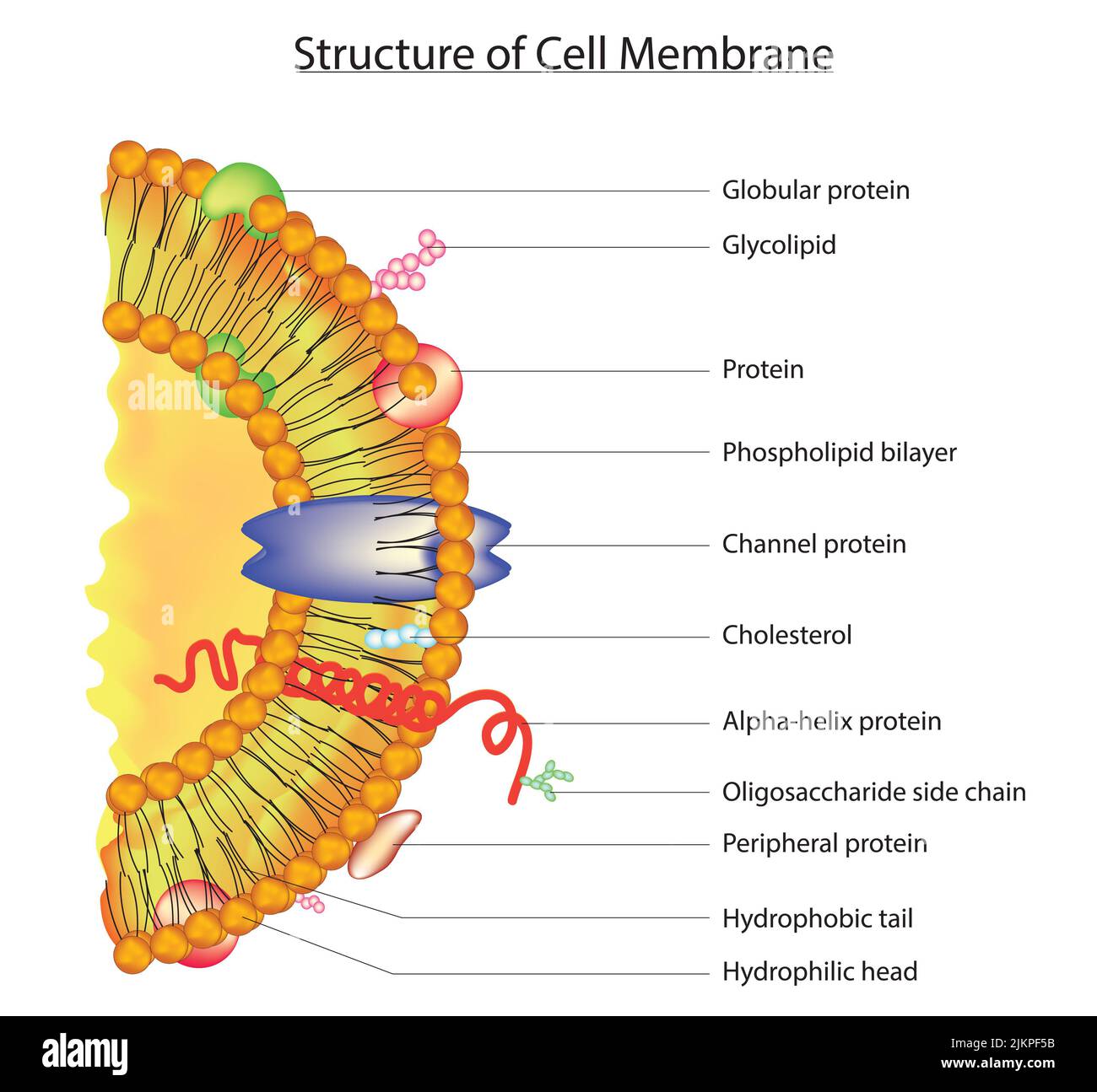 Struktur der Zellmembran Stockfoto