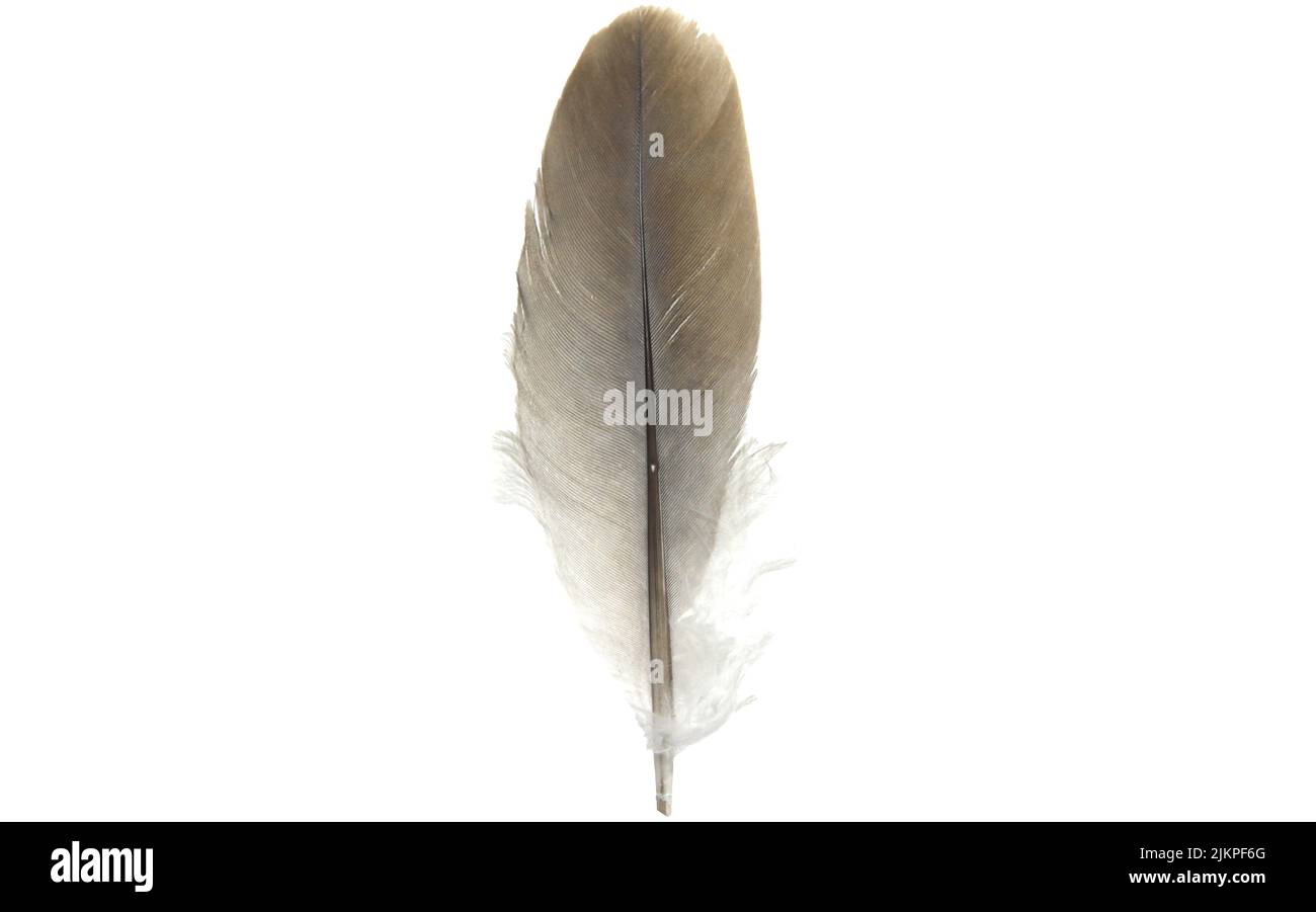 Federkiel aus Taubengrau mit weißem Hintergrund Stockfoto