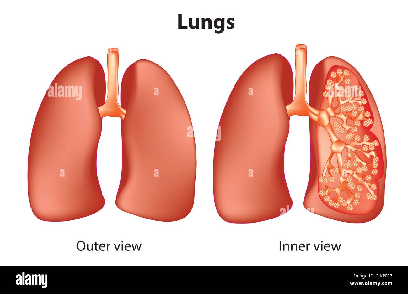 Anatomie der Lunge Stockfoto