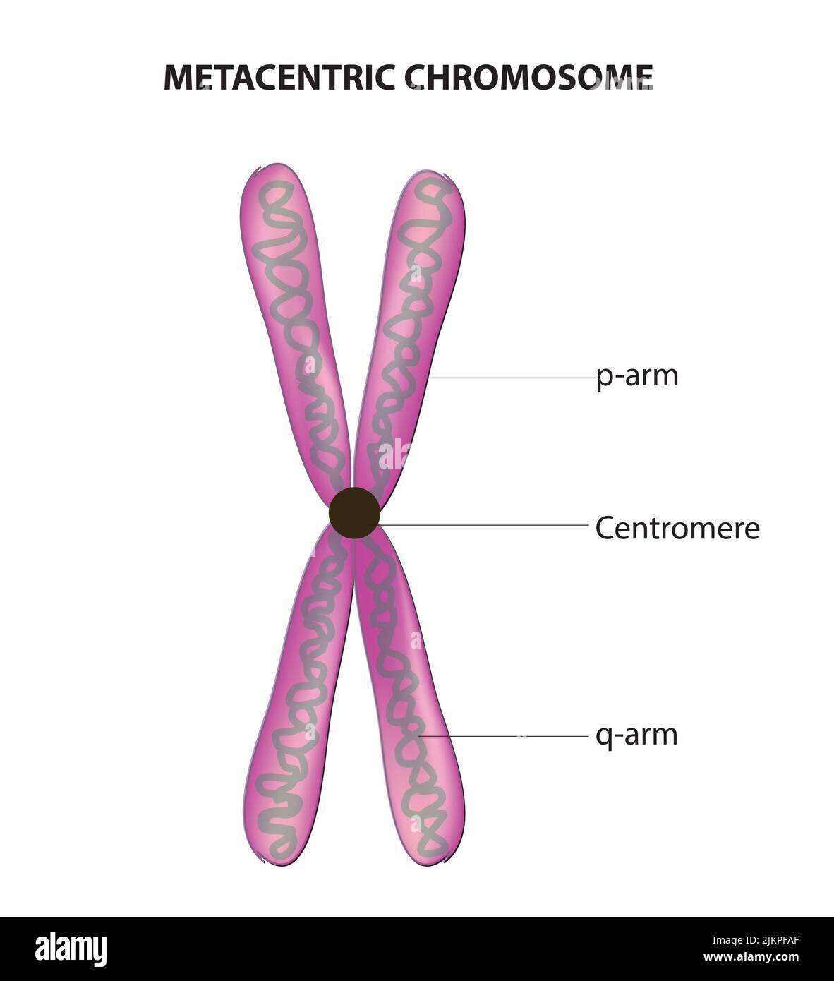 Metazentrisches Chromosom Stockfoto Metazentrisches Chromosom Stockfoto