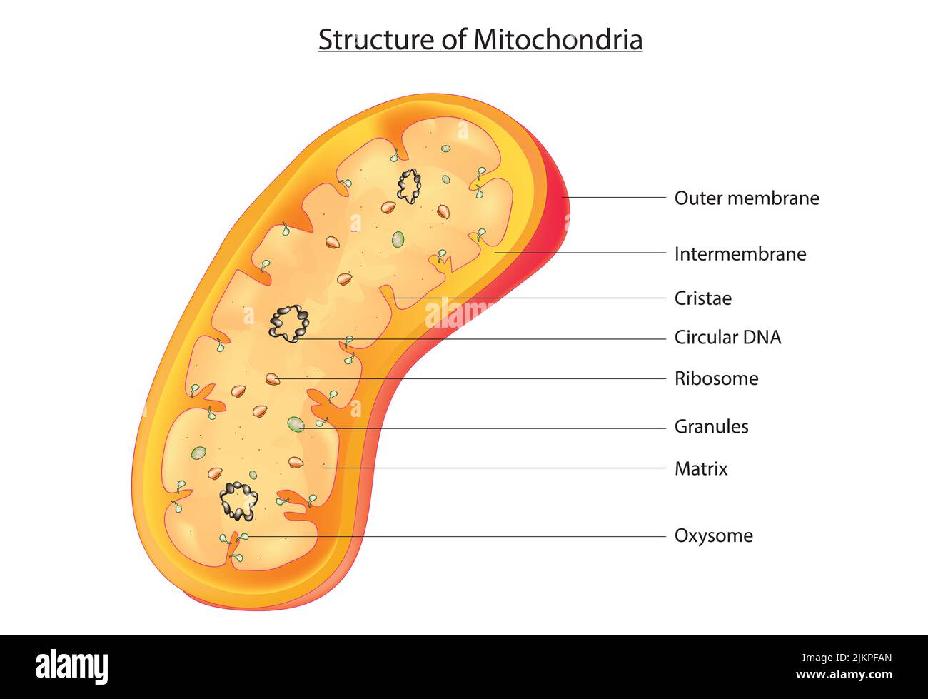 Struktur der Mitochondrien Stockfoto