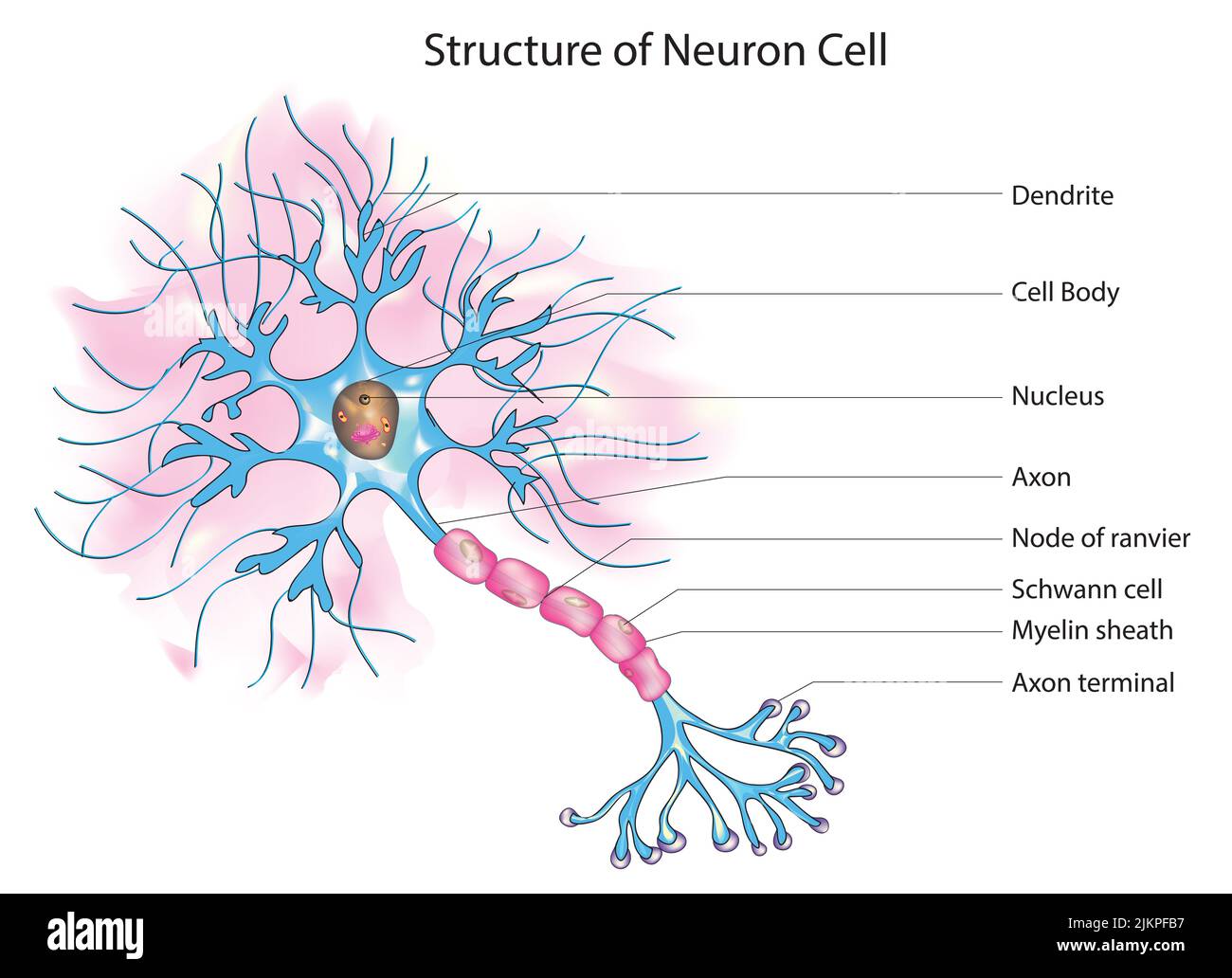 Struktur der Neuronenzelle Stockfoto