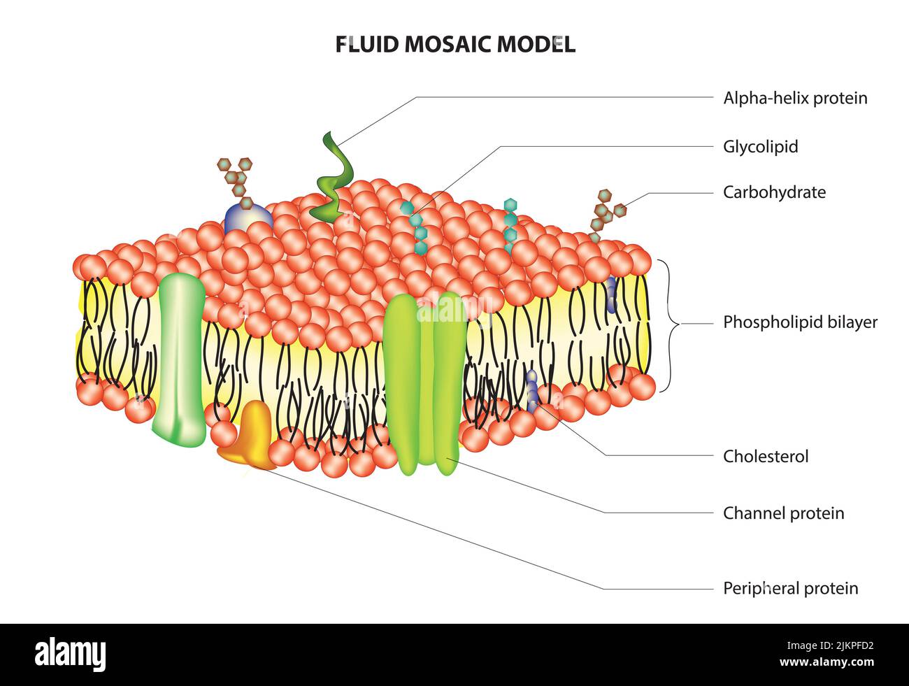 Flüssiges Mosaikmodell der Zellmembran Stockfoto