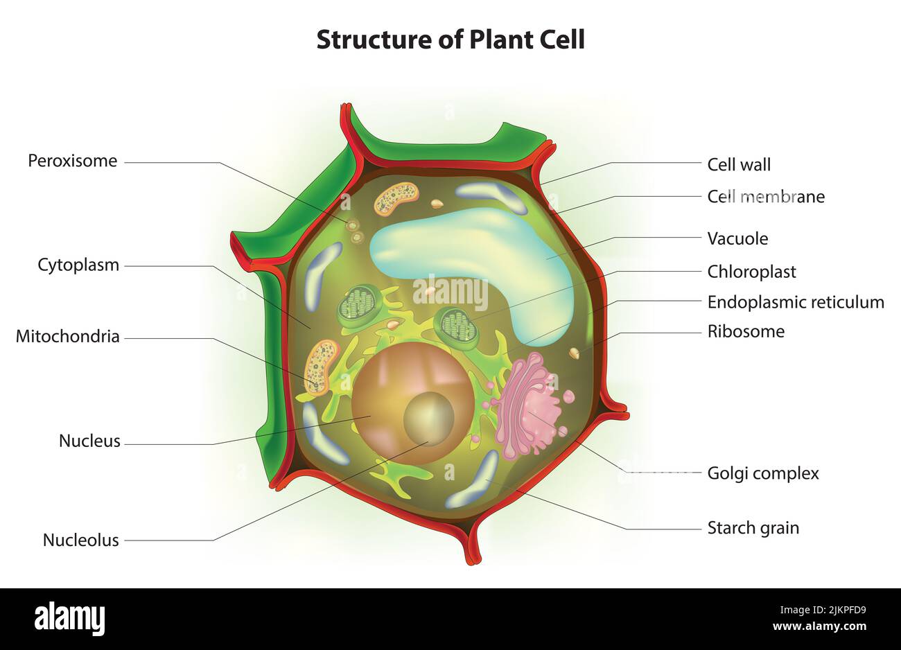 Struktur der Pflanzenzelle Stockfoto