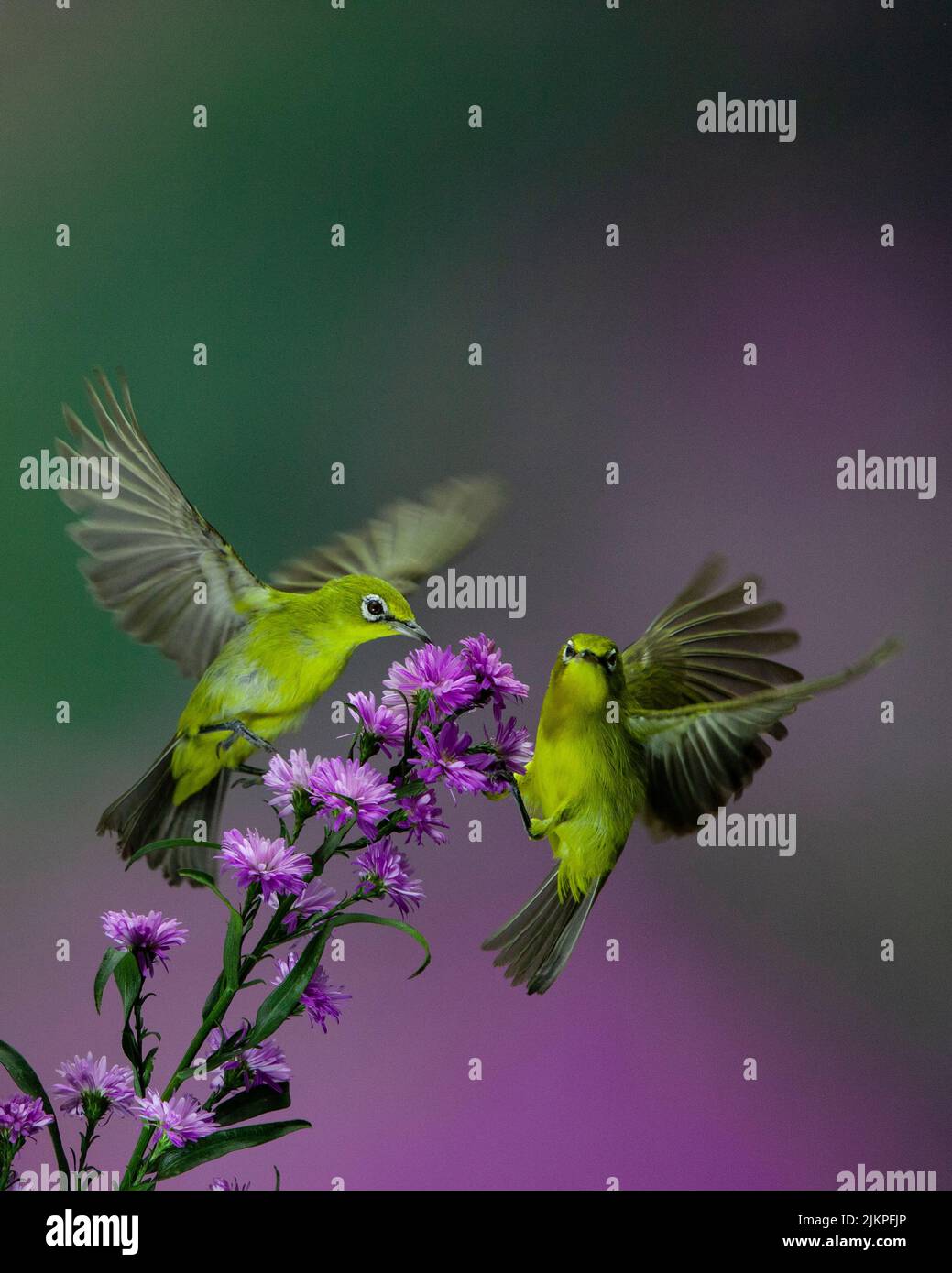 Zwei weißäugige Vögel ernähren sich auf dem Nektar der violetten Blüten auf einem unscharfen violetten Hintergrund Stockfoto