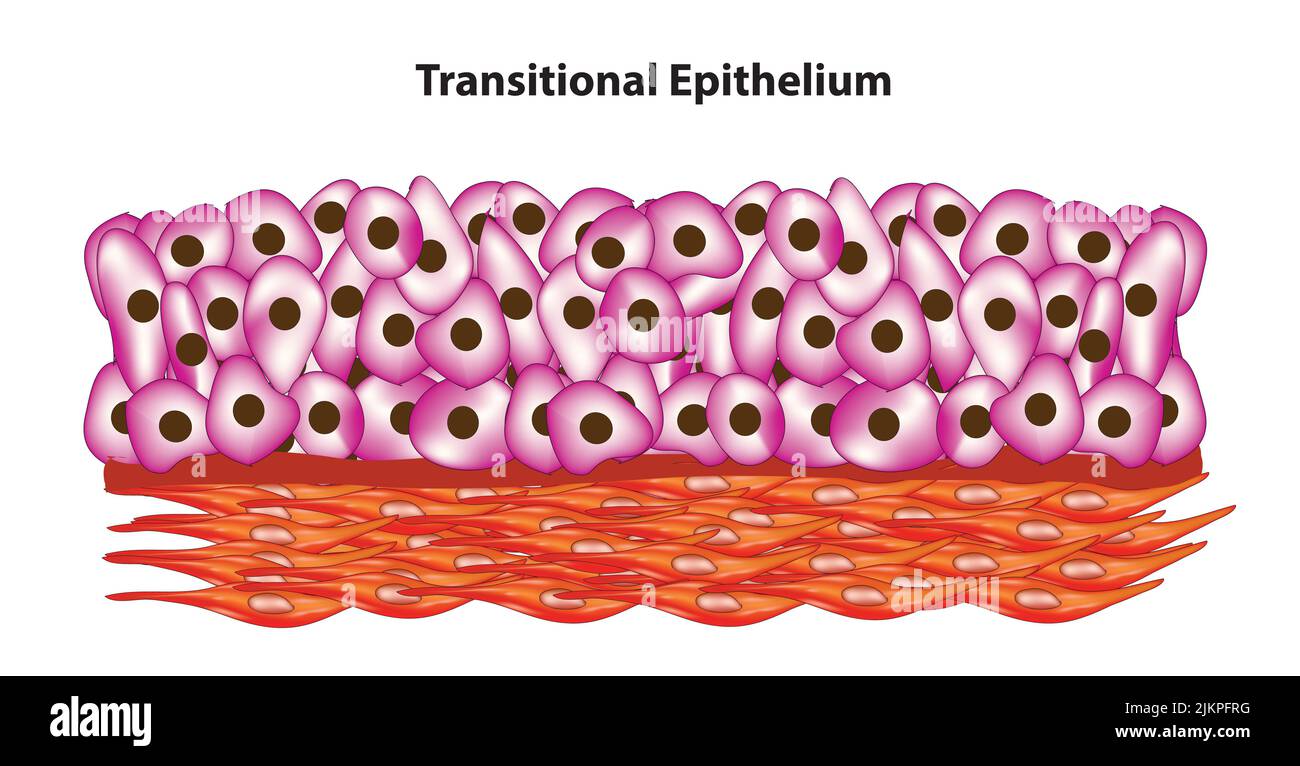Übergangsepithel Stockfoto
