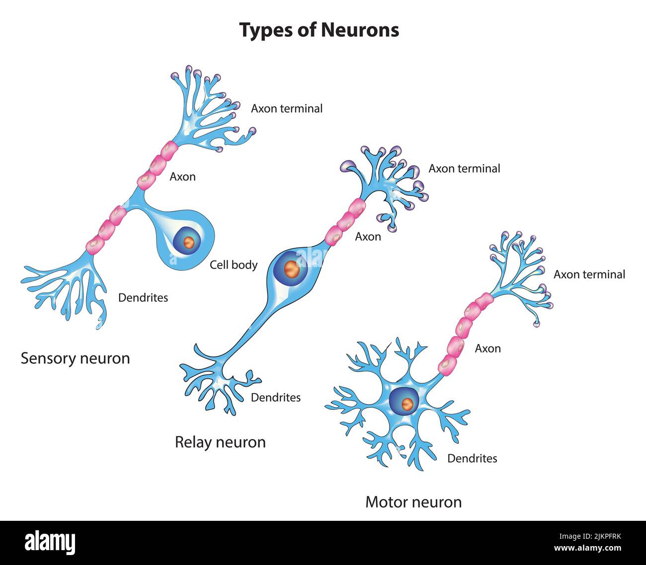 Arten von Neuronen Stockfoto