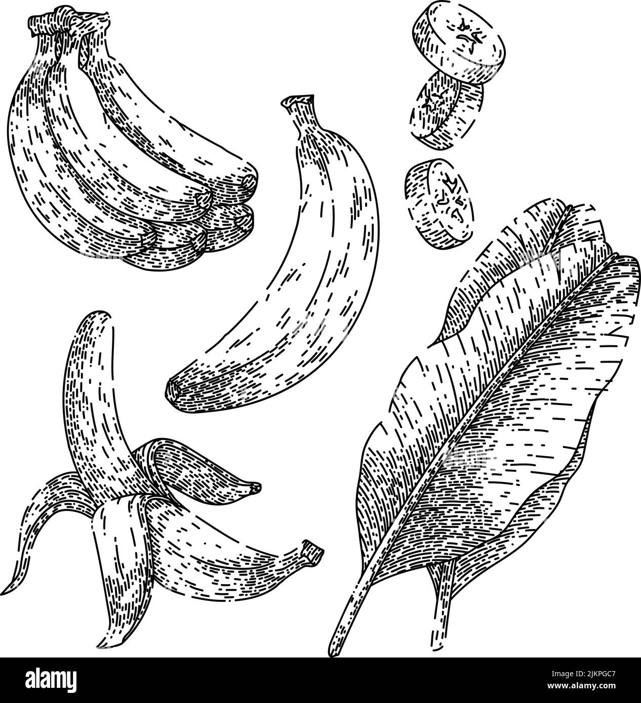 Banana Fruit Set Skizze handgezeichneter Vektor Stock Vektor