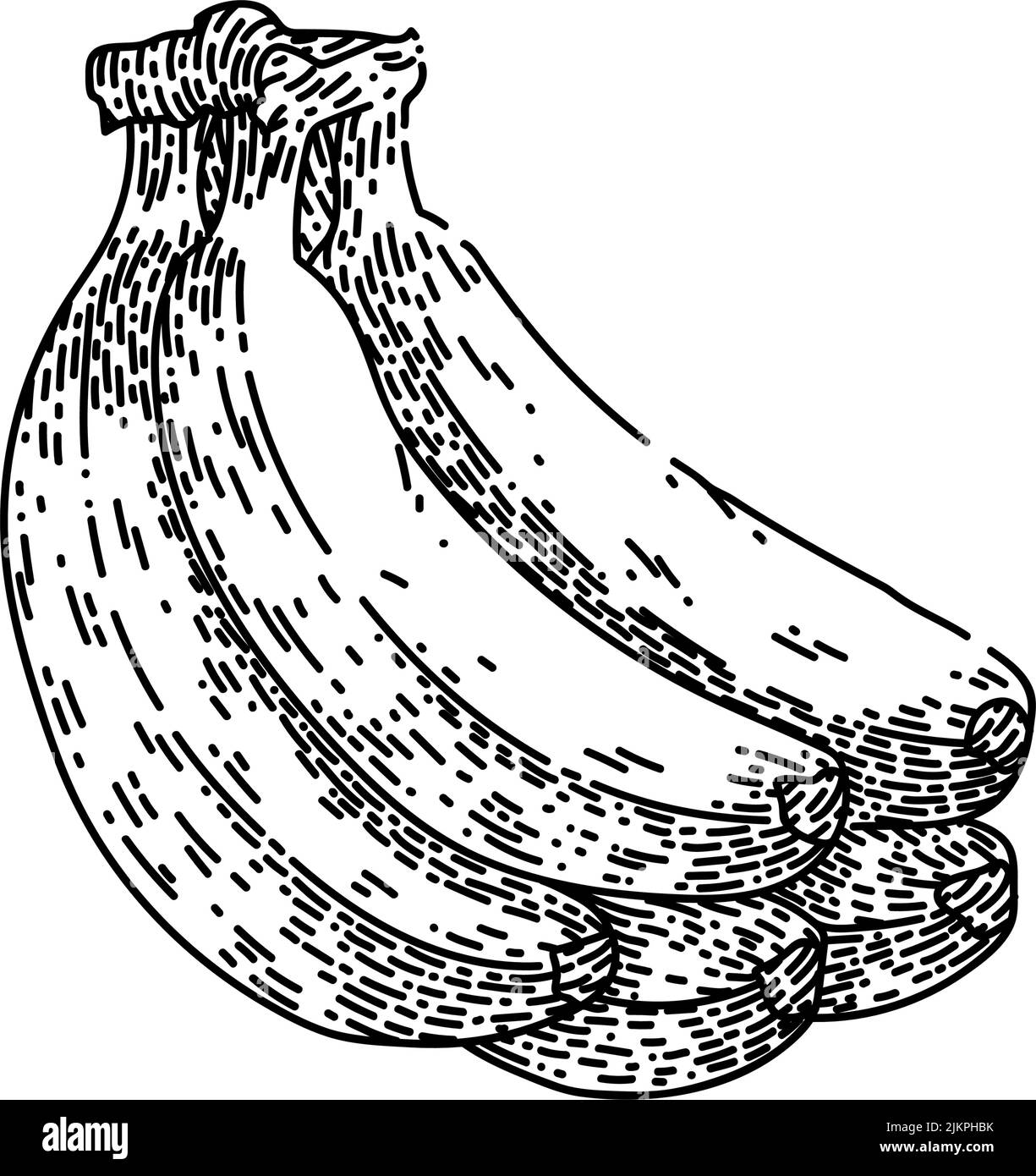 Handgezeichneter Vektor mit Bananenbündel-Skizze Stock Vektor