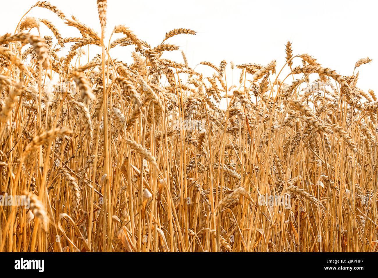 Reife Ähren aus Weizen isoliert auf Weiß. Konzept der ländlichen Landwirtschaft Stockfoto