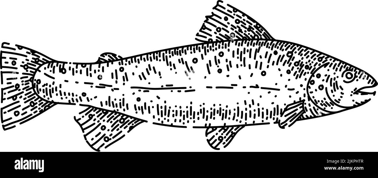 Handgezeichneter Vektor für Forellenfische Stock Vektor