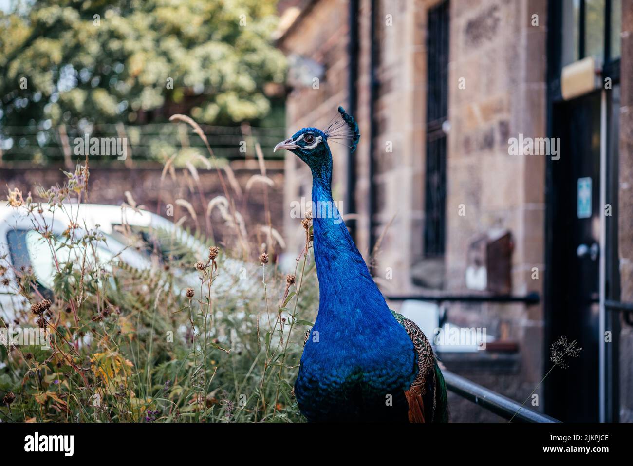 Schöner blauer Pfau zu Fuß in der Kinderfarm Mini-Zoo Stockfoto