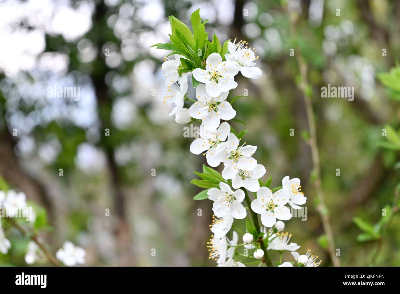 Nahaufnahme der Bund gelb weiß Aprikosenblüte Blume weichen Fokus natürlichen Hintergrund. Stockfoto