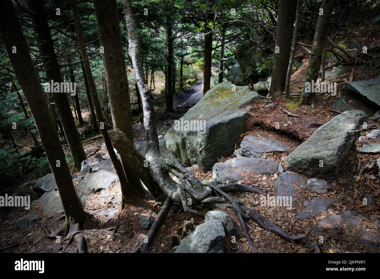 Die großen Steine zwischen den Bäumen im Wald Stockfoto