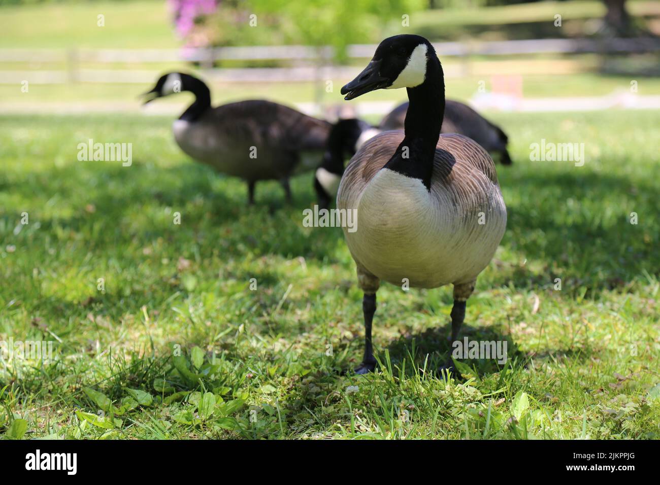 Eine Nahaufnahme von schwarzen Gänsen auf dem verschwommenen Hintergrund Stockfoto