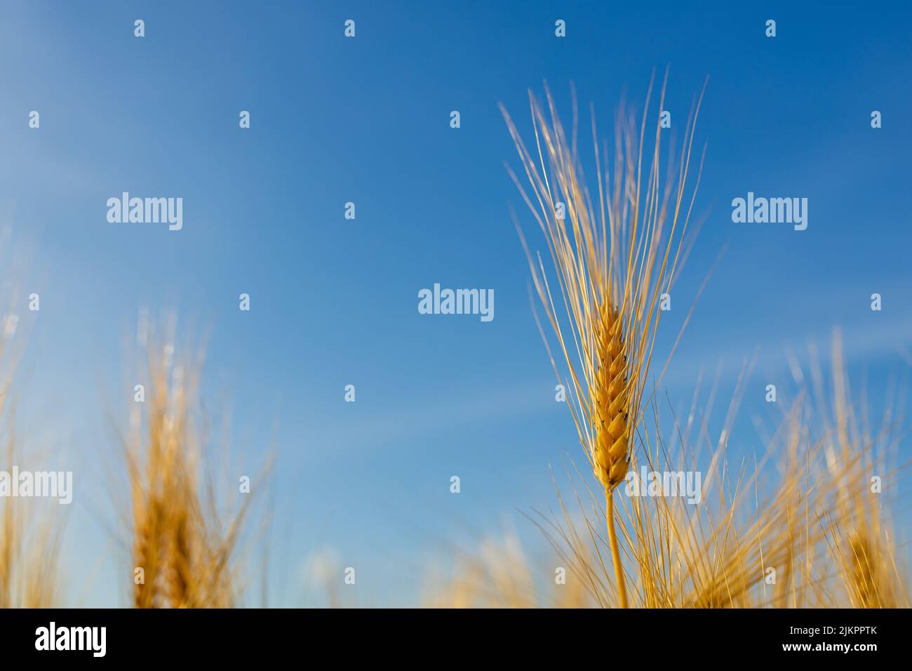 Gelbes Ackerfeld mit reifem Weizen und blauem Himmel Stockfoto